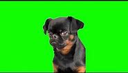 Green Screen Sad Black Dog Meme