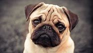 7 Adorable Wrinkly Dog Breeds