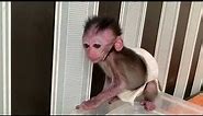 Baby Monkey Cimol Fear and Screaming