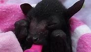 Baby bats are extremely cute
