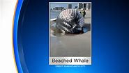Beached whale found near Boardwalk Hall in Atlantic City
