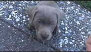 Trained my new 7 week old Silver (Lab) Labrador puppy to sit in 5 minutes.