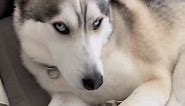 That husky side eye 👀 #husky #dogsoftiktok #foryou