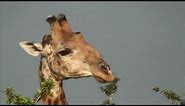 Giraffe Eating Tree Tops. Funny. Kruger National Park. South Africa