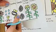 Life Cycle of a Sunflower Foldable Craft Science Activity for Kids #kidscraft #lifecycles