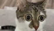 wide eyed cat meme pt 2
