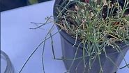 Ephedra sinica: Introducing a 5,000 year old Chinese herb (@gardeningthroughtheseasons )￼