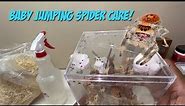 How To Take Care Of Baby Jumping Spiders!