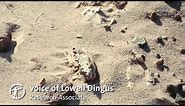 How Are Dinosaur Fossils Discovered and Collected?