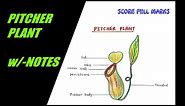 How to draw and color PITCHER PLANT / w/-NOTES / CARNIVOROUS PLANTS / SCIENCE / EVS / Step by step