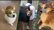 The Best Corgi Compilation On The Internet 2023 | Funny and Sassy Moments @FurryTails