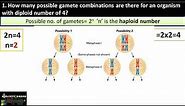 How to calculate possible gamete combinations for an organism with diploid number 8? Simple Formula