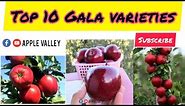 Top 10 gala apple varieties of 2023 | schinico red gala apple variety | dark baron | devil gala