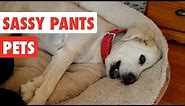 Sassy Pants Pets | Funny Pet Video Compilation 2017