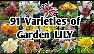 91 Lily Flower Plants for garden | Best Lily varieties | Garden Lily Varieties | Plant and Planting