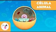 La célula animal y sus partes - Ciencias Naturales - Vídeo educativo para niños