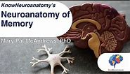 The Neuroanatomy of Memory
