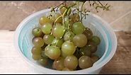 Muscat Grapes Taste Test And Review