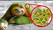 Sloths move so slowly that algae grows on their coats - Fact Show 15