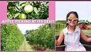 Where to Pick Your Own Apples on Long Island