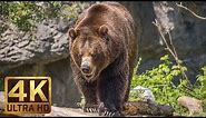4K Ultra HD Video of Wild Animals - 1 HR 4K Wildlife Scenery with Floating Music
