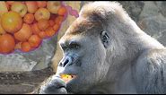 Gorilla eating fruit in zoo