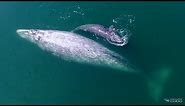 5 Amazing Gray Whale Facts