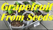 How to Grow Grapefruit From Seeds, Germinate Grapefruit Seeds