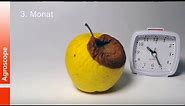 Time lapse video of an apple rotting at 20°C