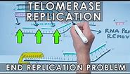Telomerase Replication in Eukaryotes | End Replication