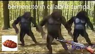 scimmie calabresi