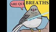 IF SHE BREATHES SHE'S A THOT | Annoyed bird meme