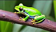 How to Identify Male and Female Tree Frogs: Appearance and Behavior