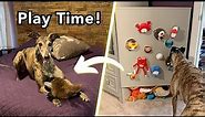 DIY Dog Toy Storage (How to get a different toy each time)