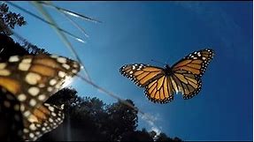 Amazing Monarch Butterflies in Mexico