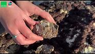 How to Identify Invasive Species | Pacific Oyster