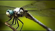 Epic Footage of Dragonflies Hunting