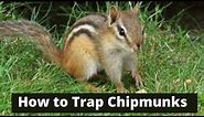 How To Trap Chipmunks