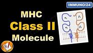 MHC Class II molecule : Structure and Role (FL-Immuno/24)