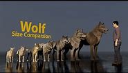 Wolf size comparsion