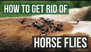 How to Get Rid of Horse Flies (4 Easy Steps)