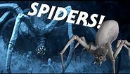 The Spider Creatures of Star Wars