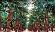 What is Date Palm? Benefits? Types?