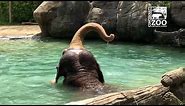 Elephants Having a Little Play Time in the Water - Cincinnati Zoo