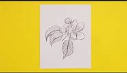 Apple Blossom flower drawing | Pencil Sketching Tutorial