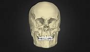 The Anatomy of the Human Skull - 3D model by HannahNewey