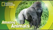 Gorilla | Amazing Animals