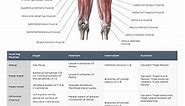 Muscle anatomy reference charts
