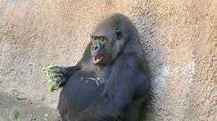 Gorilla LA Zoo Los Angeles California USA August 25, 2023 Summer Heatwave Animals Conservation