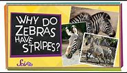 Why Do Zebras Have Stripes? | Animal Science for Kids
